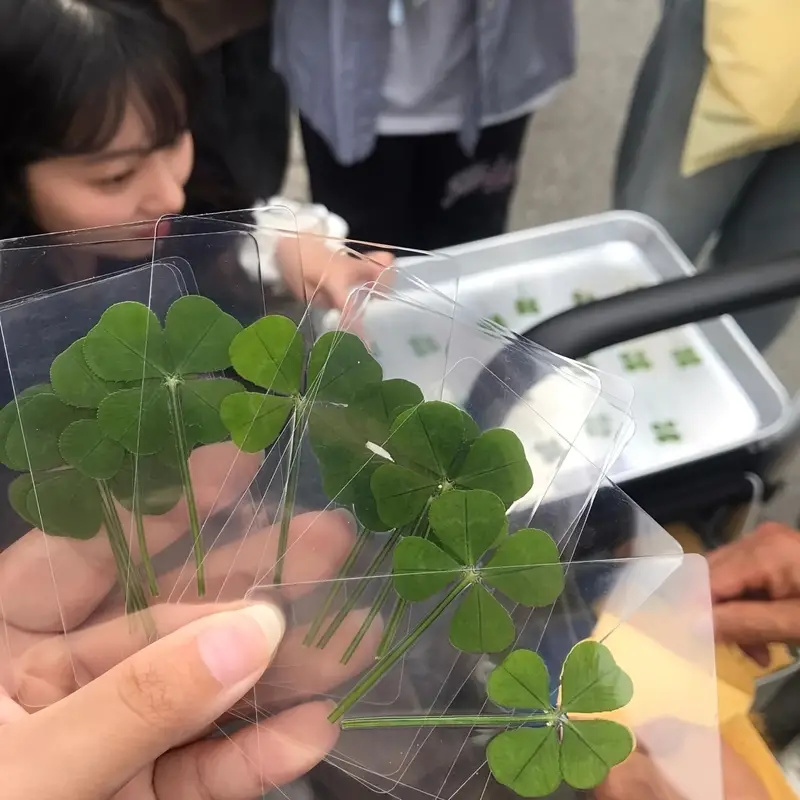 15Pcs Lucky Simulation Four-Le - đánh giá và giá Ideal Stationery & Office Supply